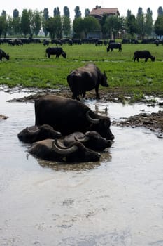 View of buffaloes in a muddy water
