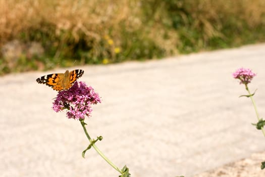Wonderful butterfly on lavander flower