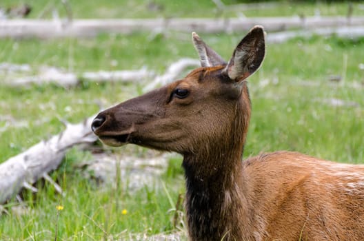 deer when it is snowing in Yellowstone National Park in Wyoming
