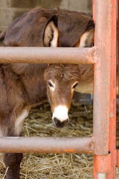 Young donkey behind the bars in the farm