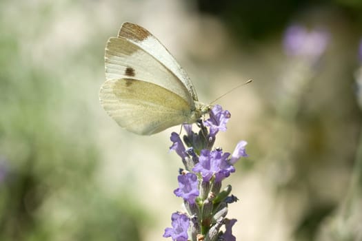 Wonderful butterfly on lavander flower