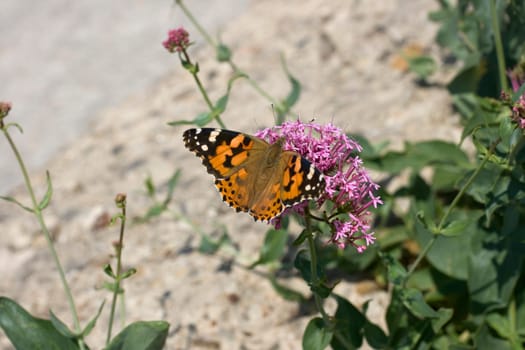 Wonderful butterfly on lavander flower