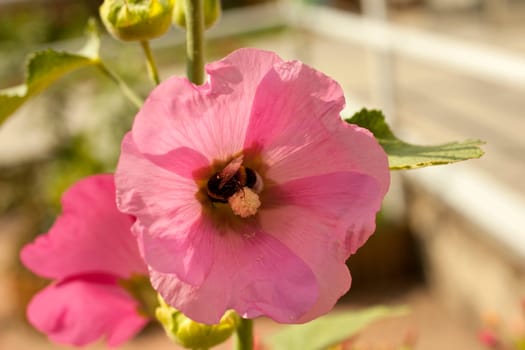A Bee on a pink flower