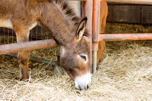 Young donkey behind the bars in the farm