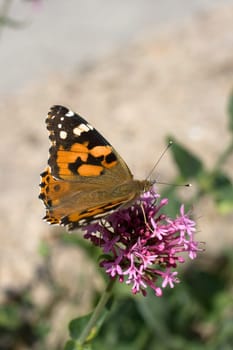 Wonderful butterfly on lavander flower