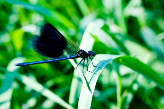 A blue dragonfly on leaf