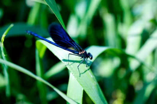 A blue dragonfly on leaf