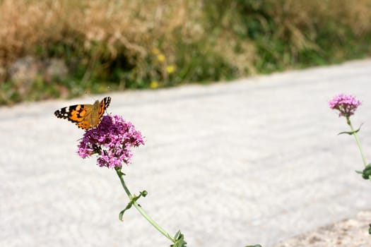 Wonderful butterfly on lavander flower