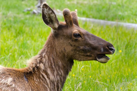 deer when it is snowing in Yellowstone National Park in Wyoming