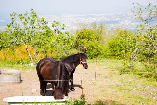 Horse grazing in the mountains