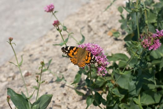 Wonderful butterfly on lavander flower