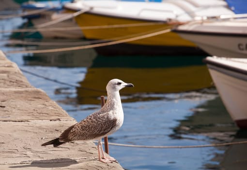 Seagull in the pier next to the boats