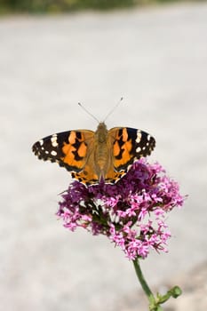 Wonderful butterfly on lavander flower