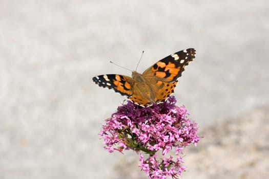 Wonderful butterfly on lavander flower