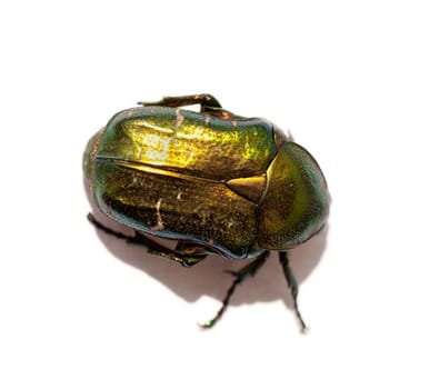 Green beetle isolated on a white background