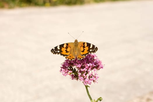 Wonderful butterfly on lavander flower