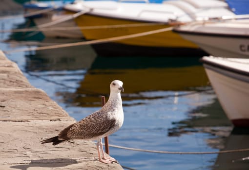 Seagull in the pier next to the boats