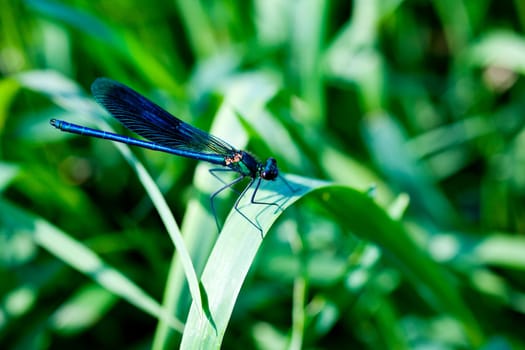 A blue dragonfly on leaf