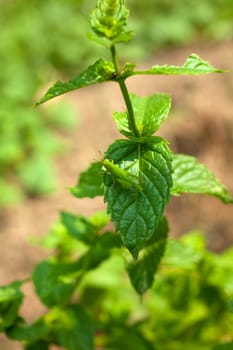 A Grasshopper on the mint plant