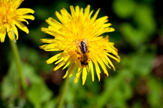 A Bee on a dandelion