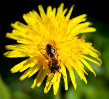 A Bee on a dandelion