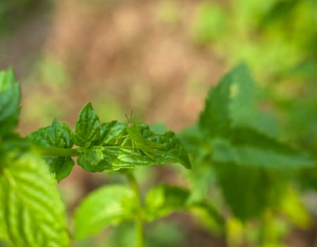A Grasshopper on the mint plant
