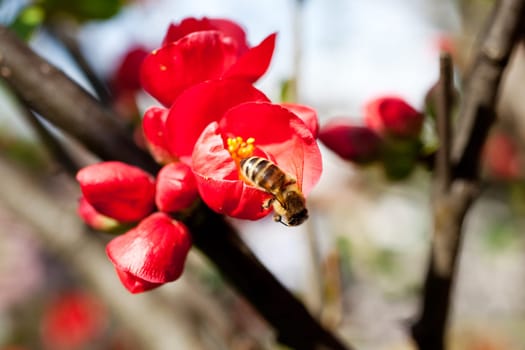 A Bee on a red flower