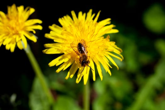 A Bee on a dandelion