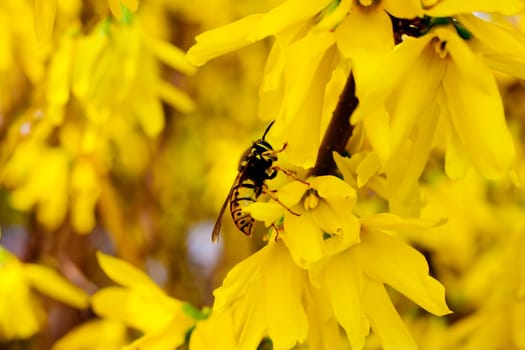Wasp on a yellow flower