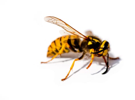 Wasp isolated on a white background