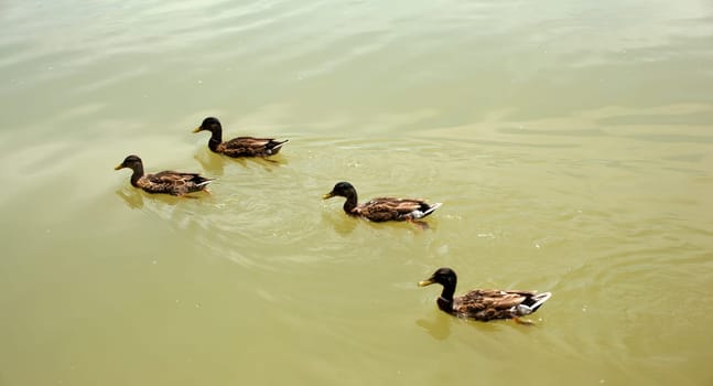 Photo of a ducks on water