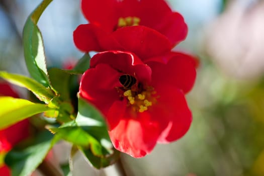 A Bee on a red flower