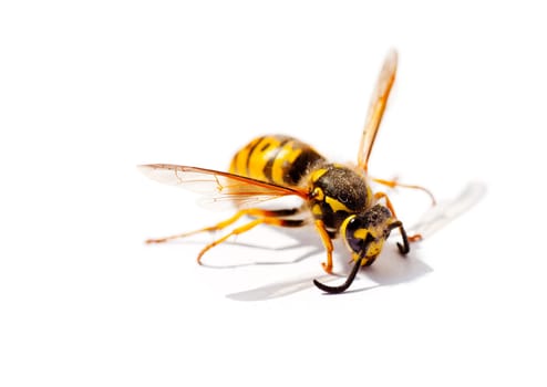 Wasp isolated on a white background