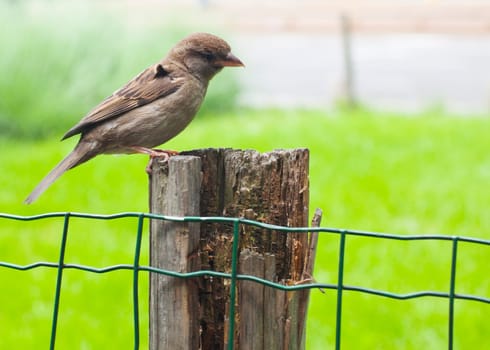 A Sparrow on chain-link fence