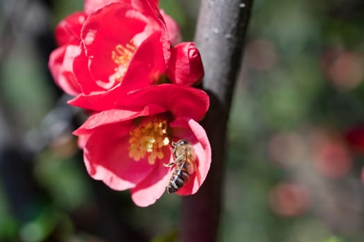 A Bee on a red flower