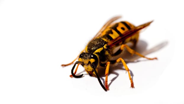 Wasp isolated on a white background
