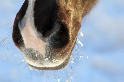 A curious horse's nose with snowflakes
