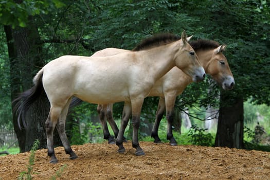 Asian wild horse