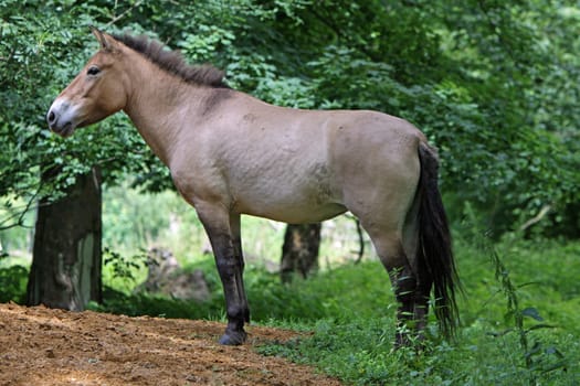 Asian wild horse