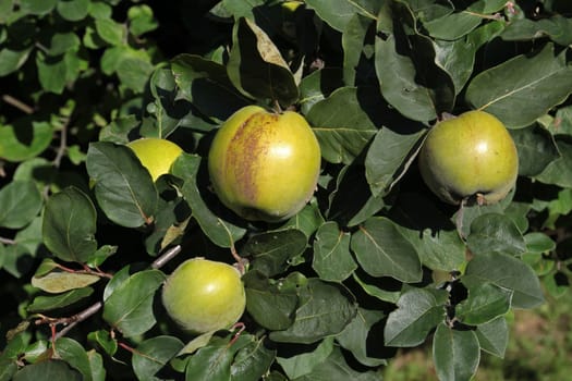 Quince tree