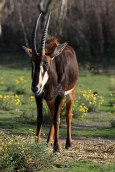 Sable antelope