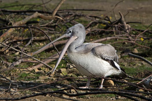 Lesser pelicans