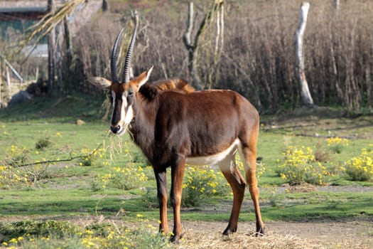 Sable antelope