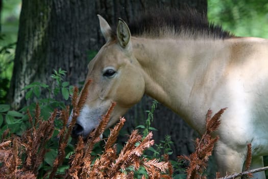 Asian wild horse