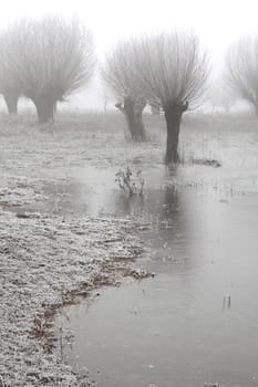 Pollard willows in frost and fog