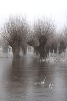 Pollard willows in frost and fog