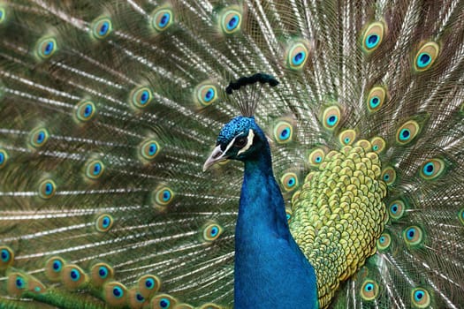 Blue peacock