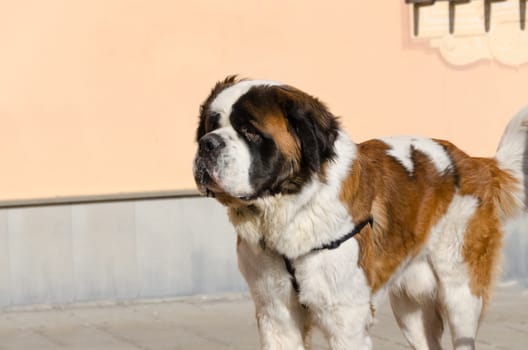 brown and white Saint Bernard dog