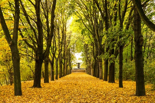 Alley in a park in early autumn