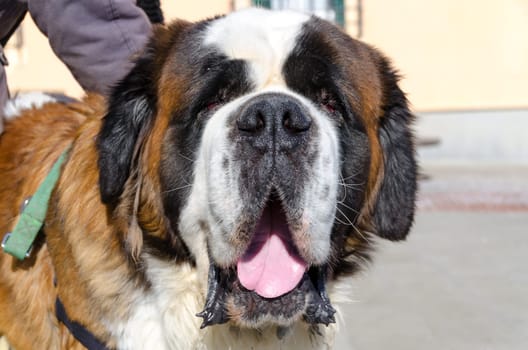 Saint Bernard dog with mouth open